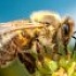 Итоги городского конкурса "Здоровье на крыльях пчелы"